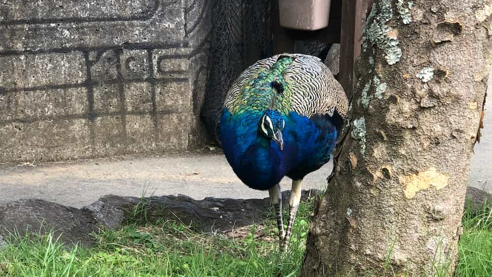 伊豆シャボテン動物公園にいたクジャク